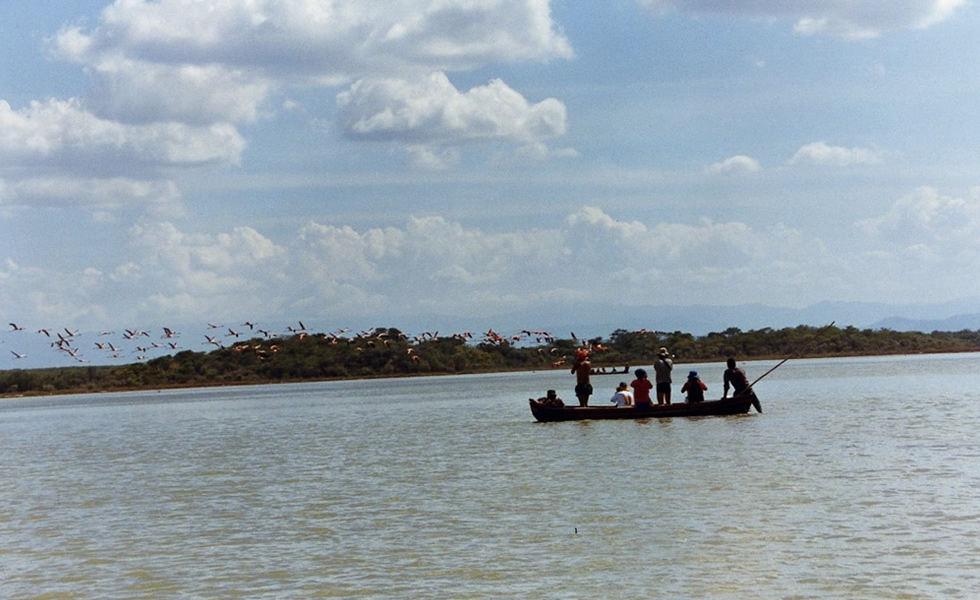 los Flamencos