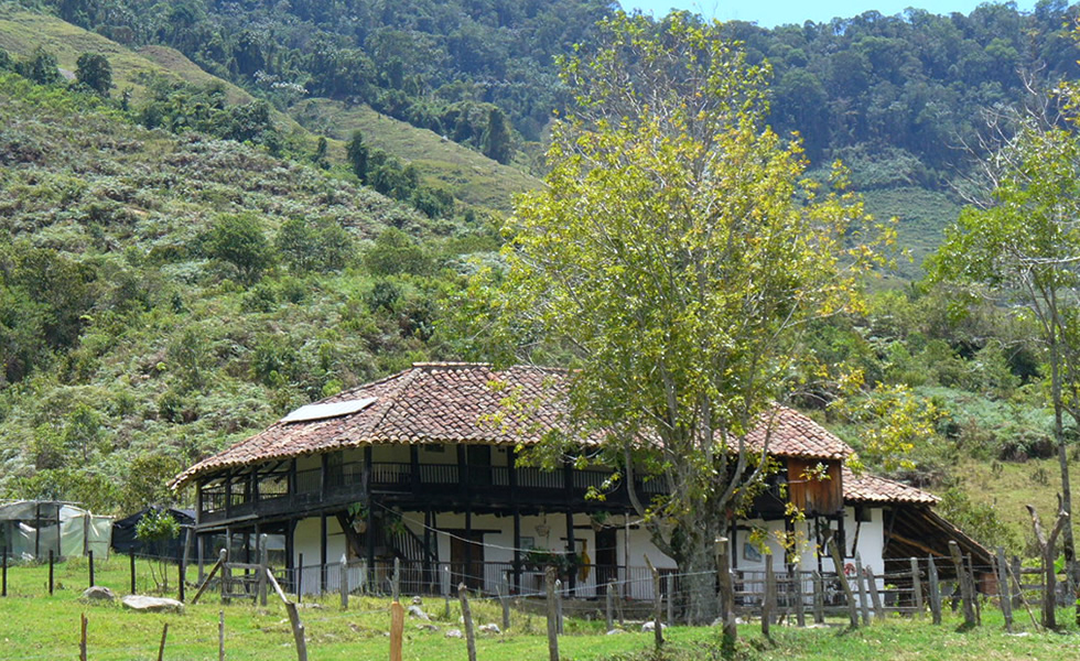 Cachalú