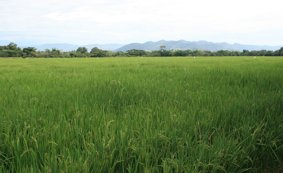 Cultivo de arroz