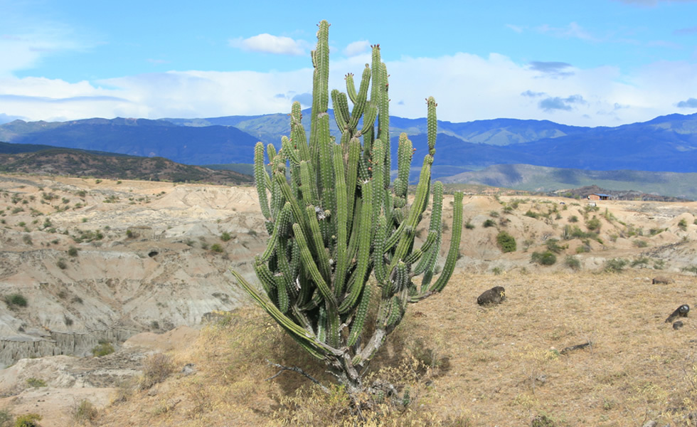 Desierto de la Tatacoa