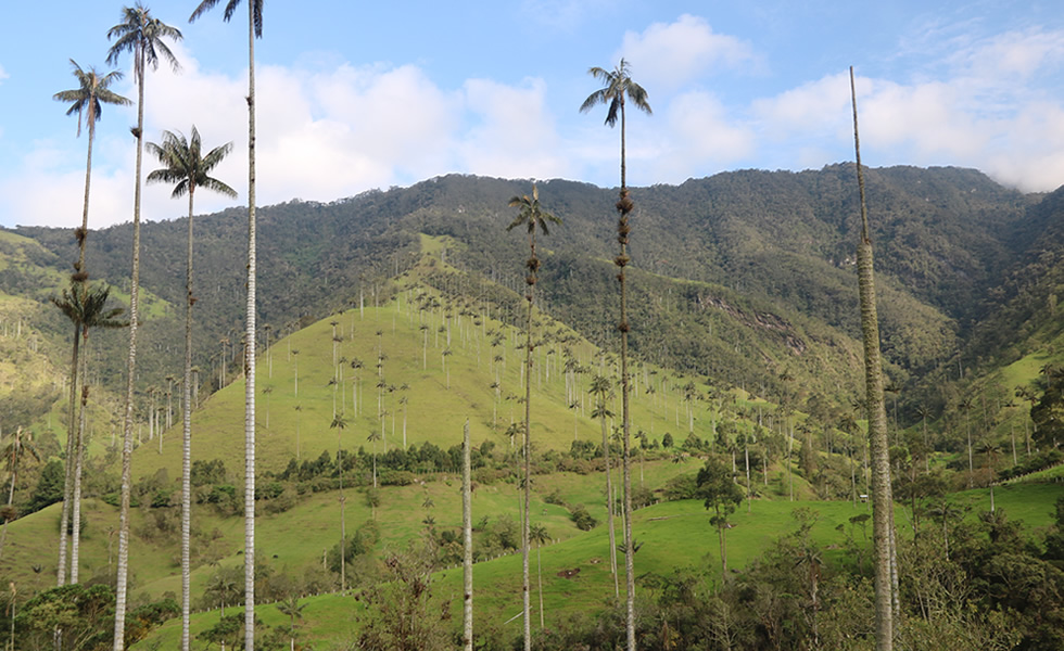 Valle del Cocora