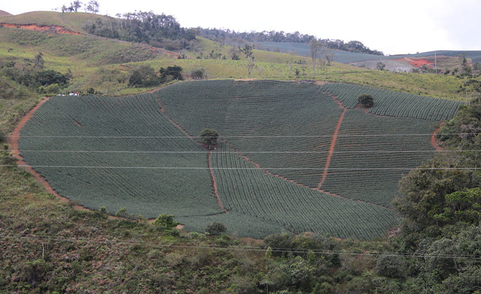 Cultivo de piña