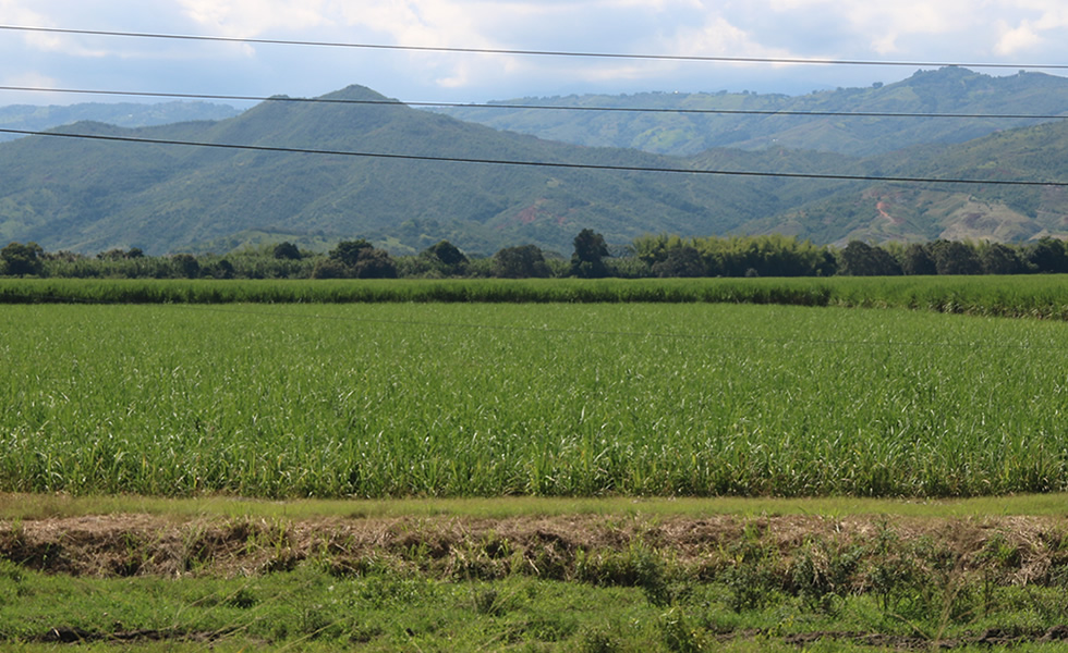 Cultivo de caña