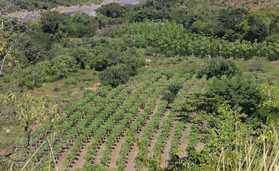 Cultivo de papaya