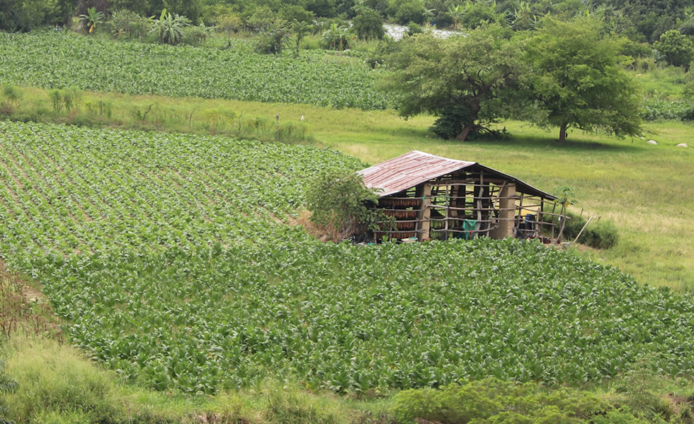 Caney Tabaco