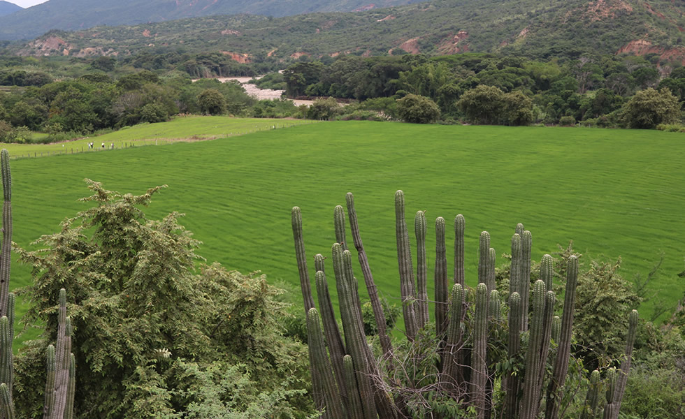 Cultivo de arroz