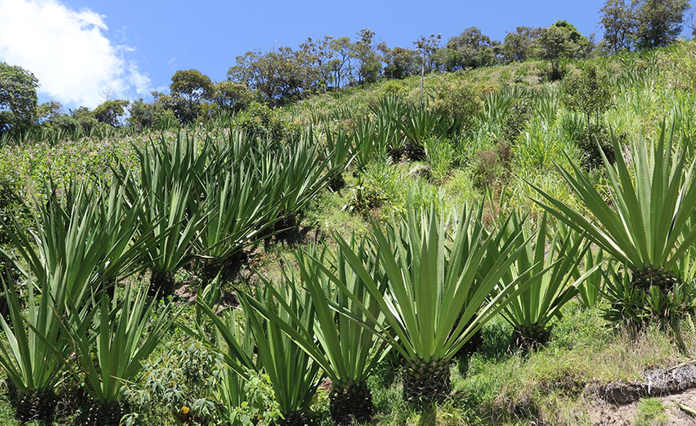 Cultivo de Fique