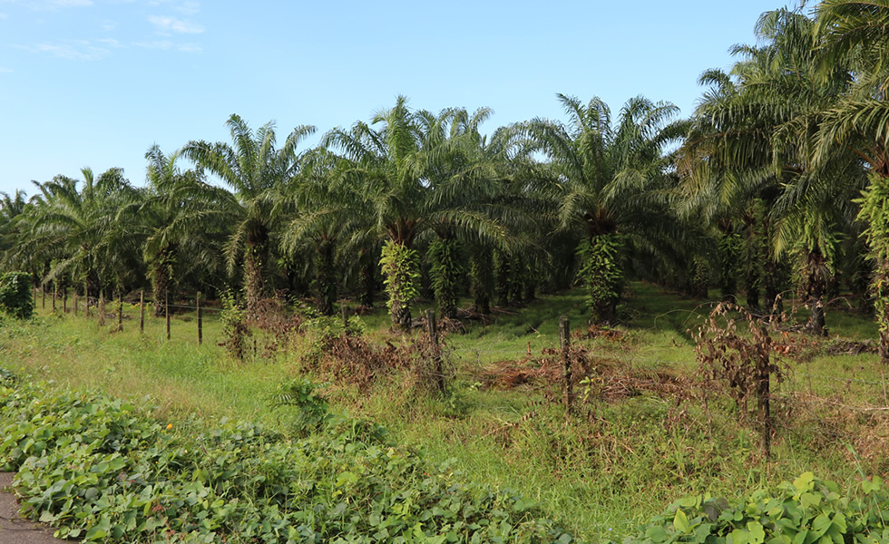 Cultivo de palma africana
