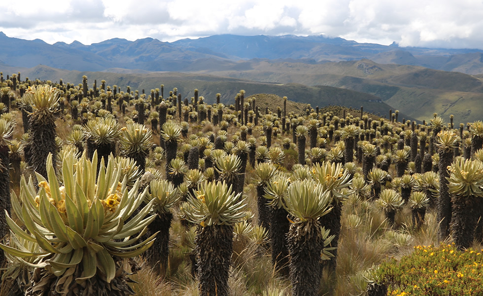 Nevado del Tolima