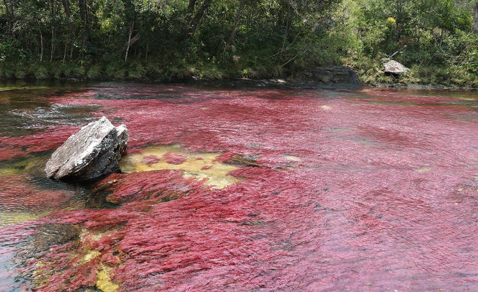 Caño Cristales