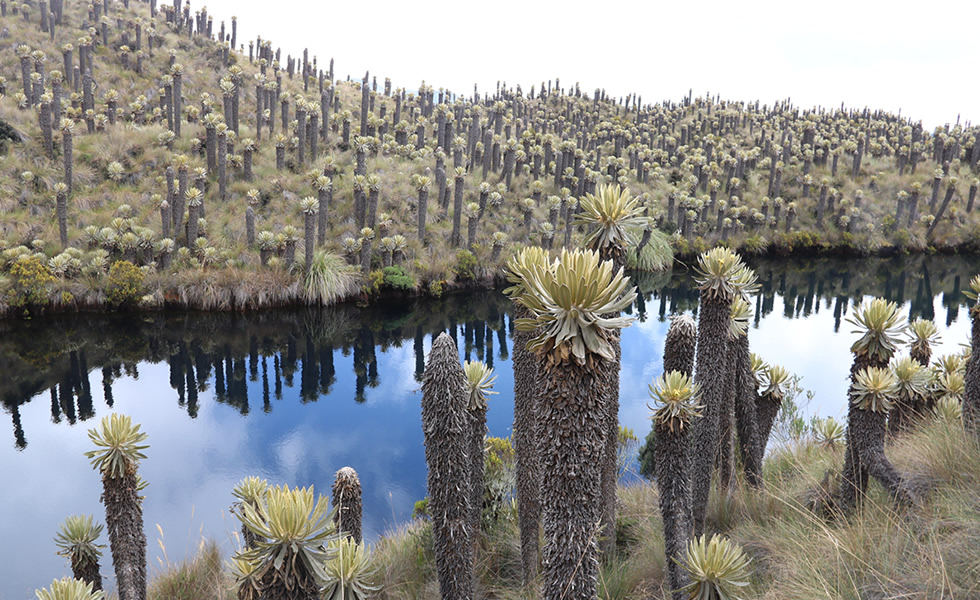 Laguna Corazón