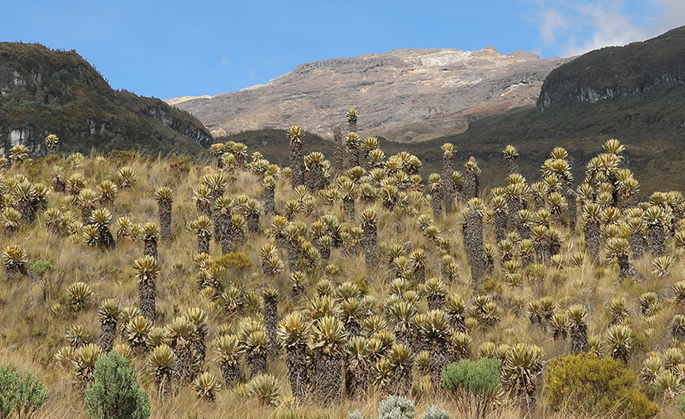 Parque de los nevados