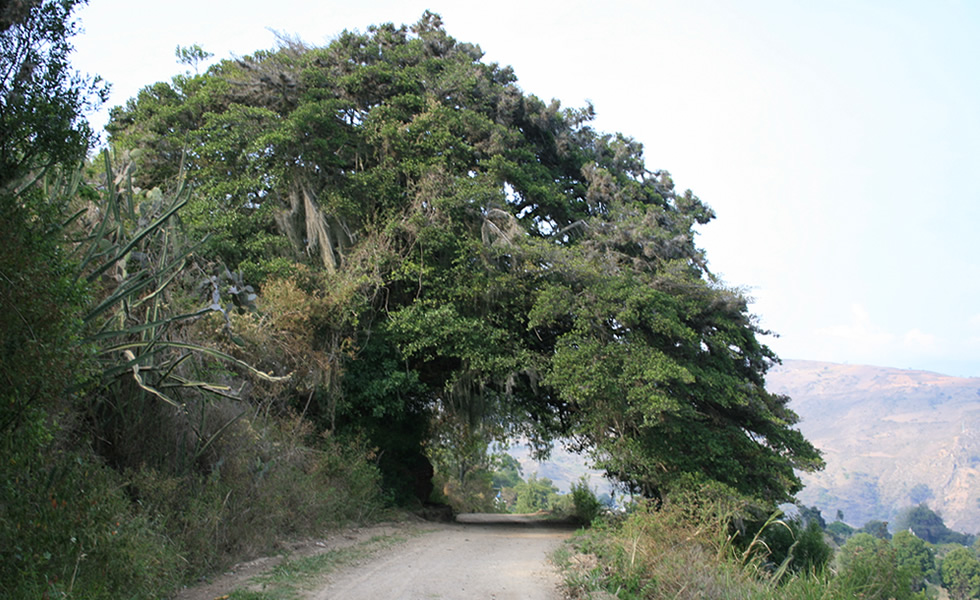 El hubo Tipacoque