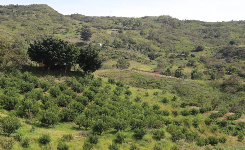 Cultivo de Durazno Tipacoque