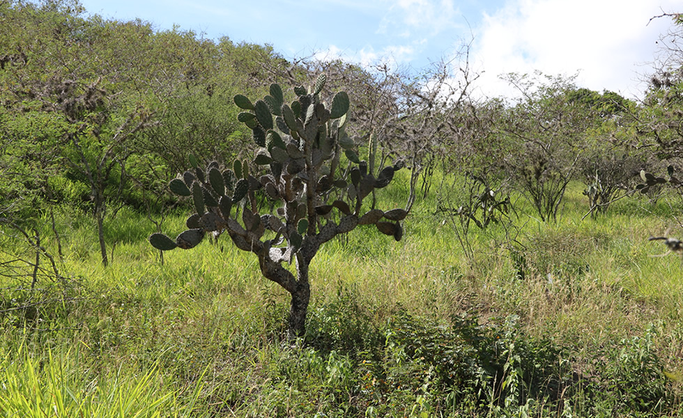 Vereda Ovachia Tipacoque